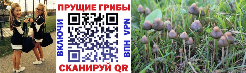 OMG ONION  Пугачёв  Псилоцибиновые грибы Cubensis 